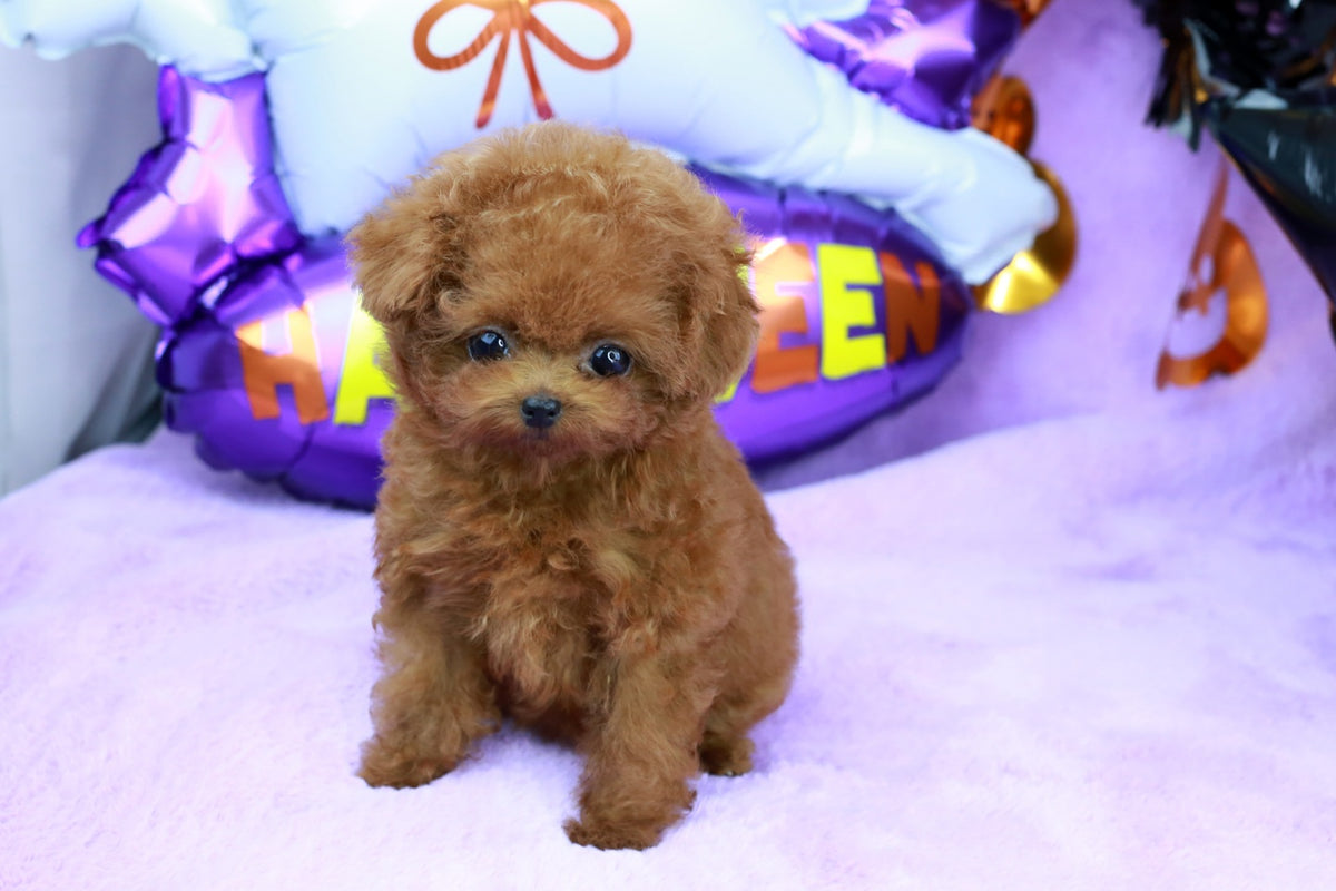 Korean toy poodle best sale