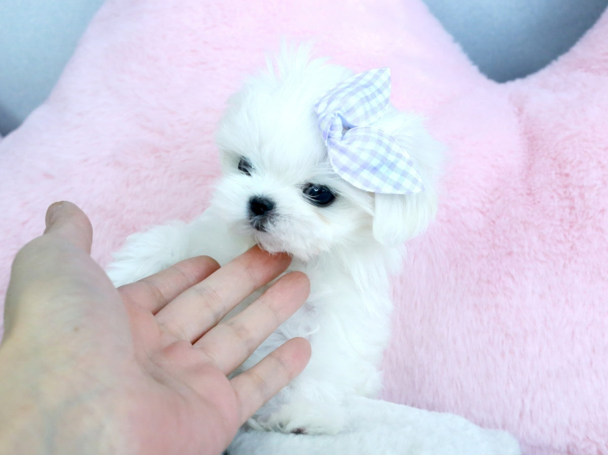 Teacups Maltese Duke winniepets