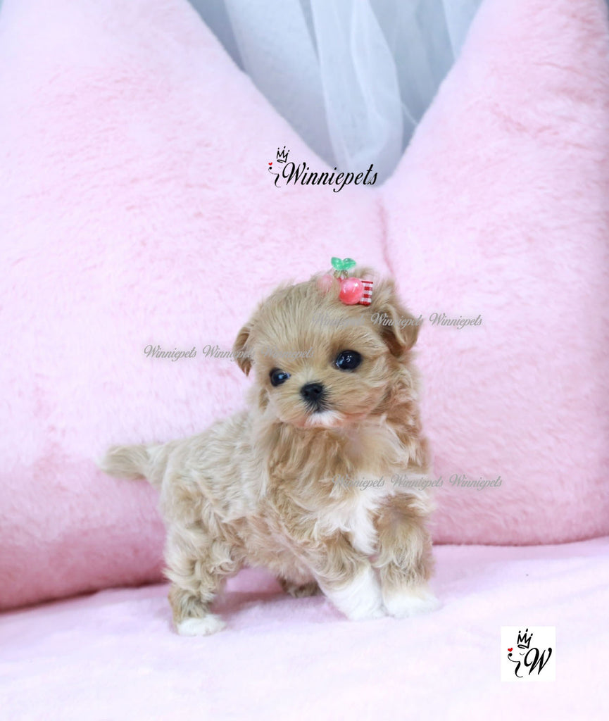 Maltipoo Breed