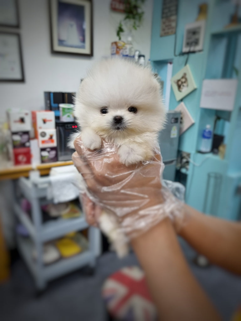 Pomeranian Breed