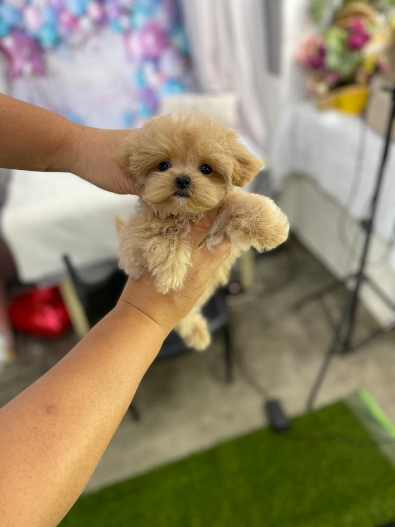 Maltipoo teacup puppies