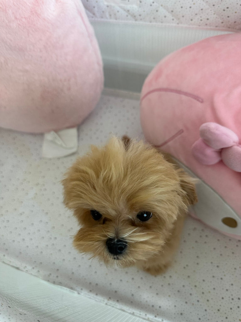 Maltipoo teacup puppies