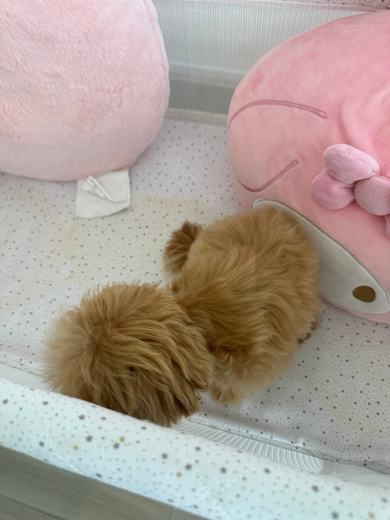 Maltipoo teacup puppies