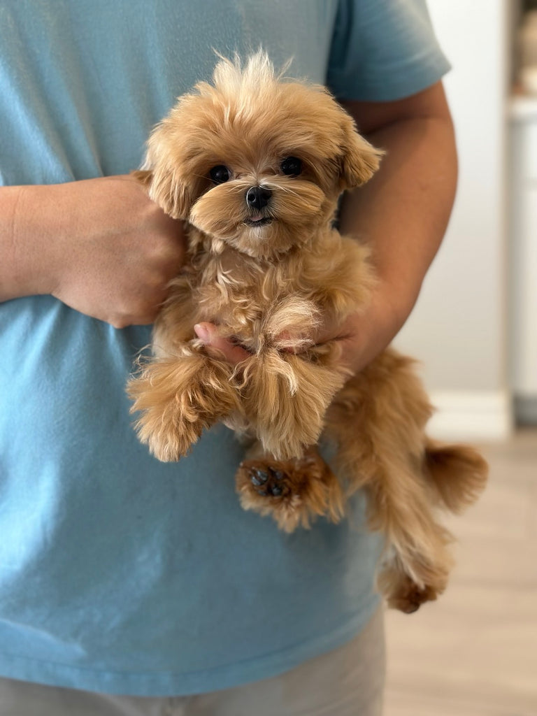 Maltipoo Teacup Puppies