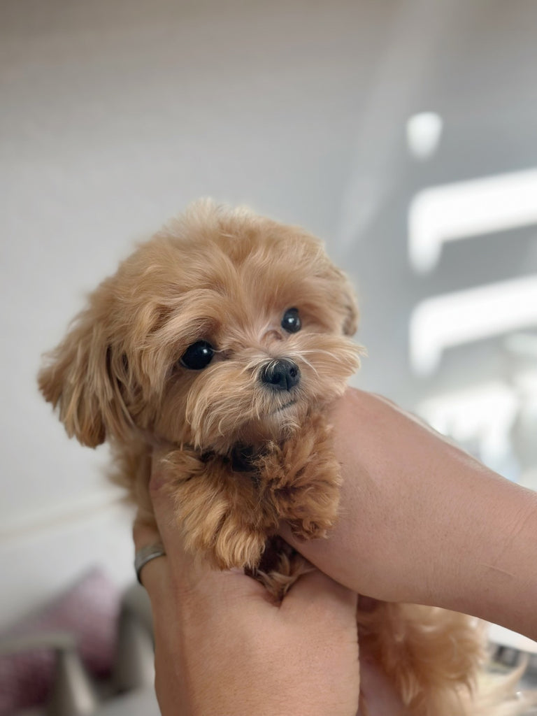 Maltipoo teacup puppies