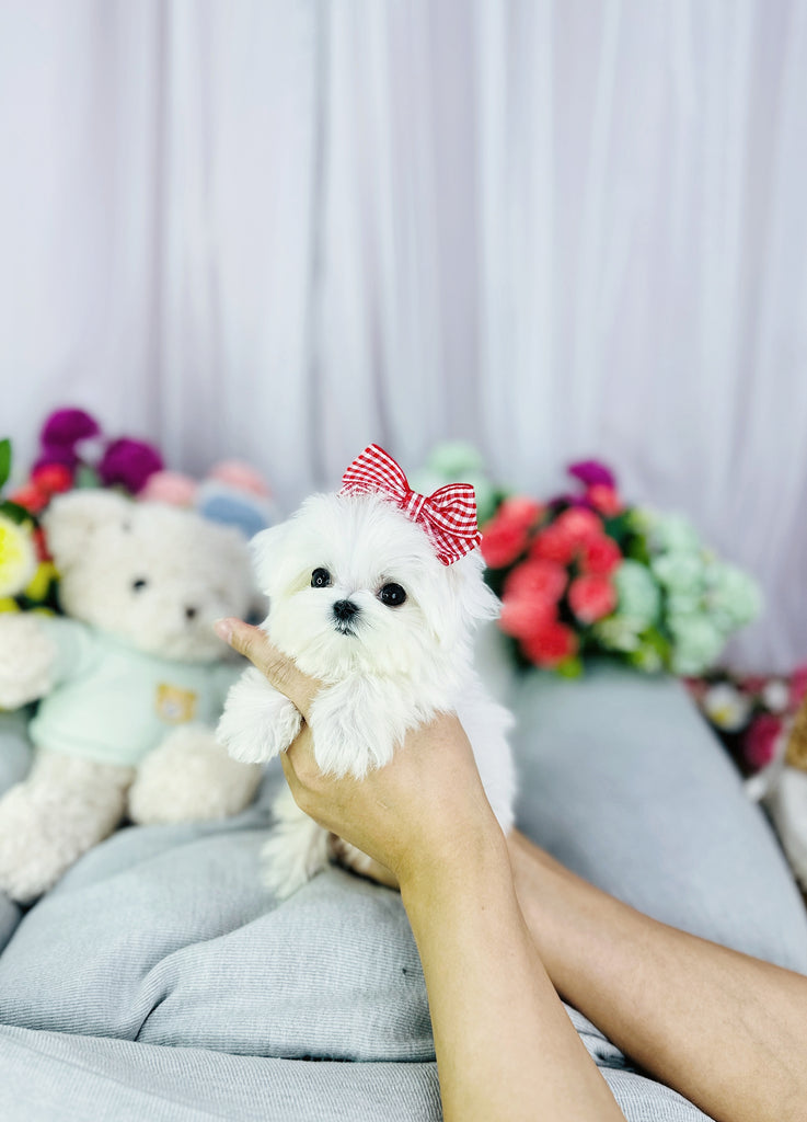 Maltese Teacup Puppy