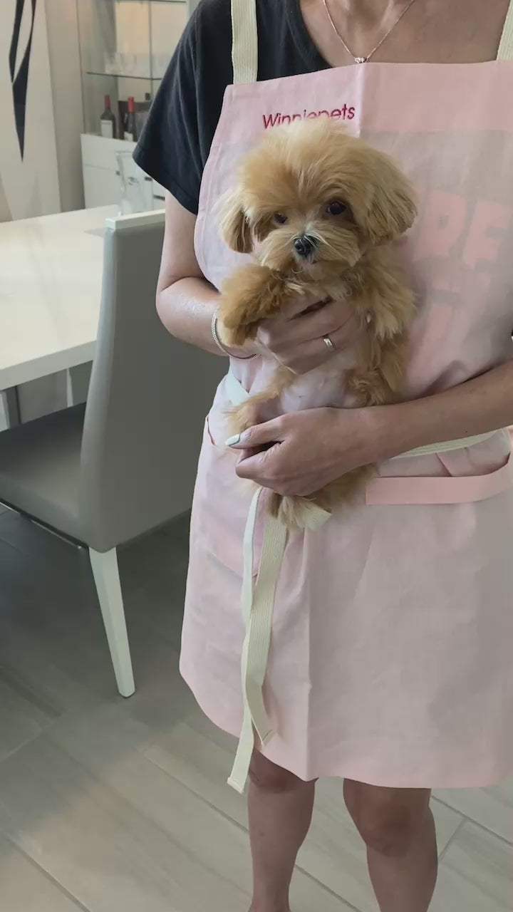 Maltipoo teacup puppies