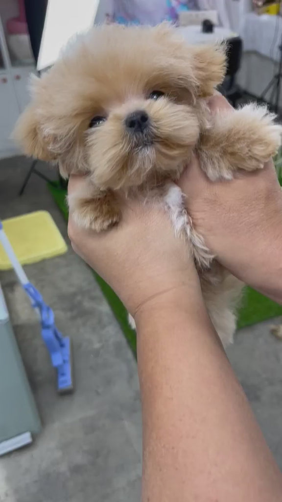 Maltipoo teacup puppies