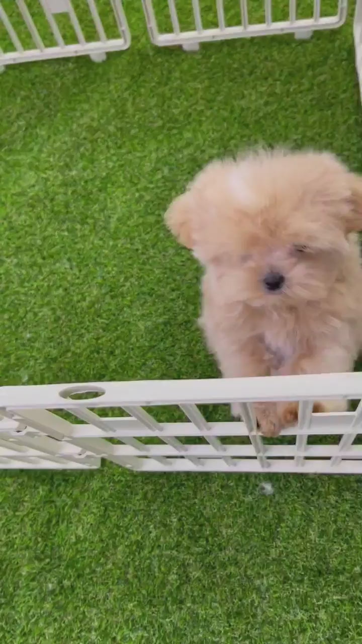 Maltipoo teacup puppies