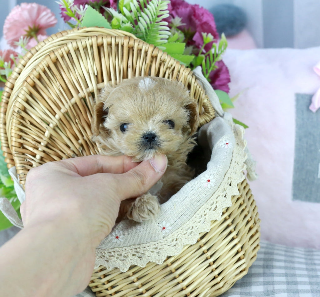 Maltipoo teacup puppies