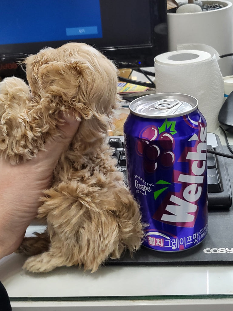 Maltipoo teacup puppies