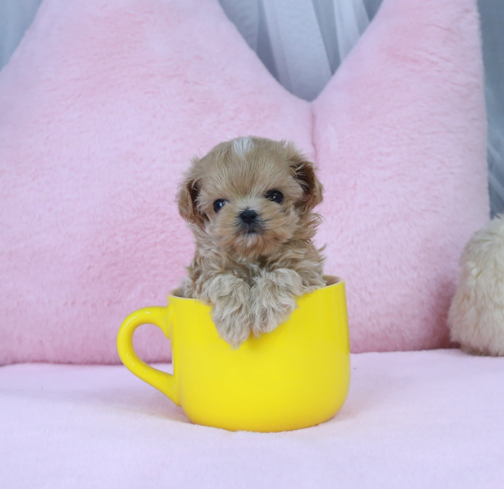 Maltipoo teacup puppies