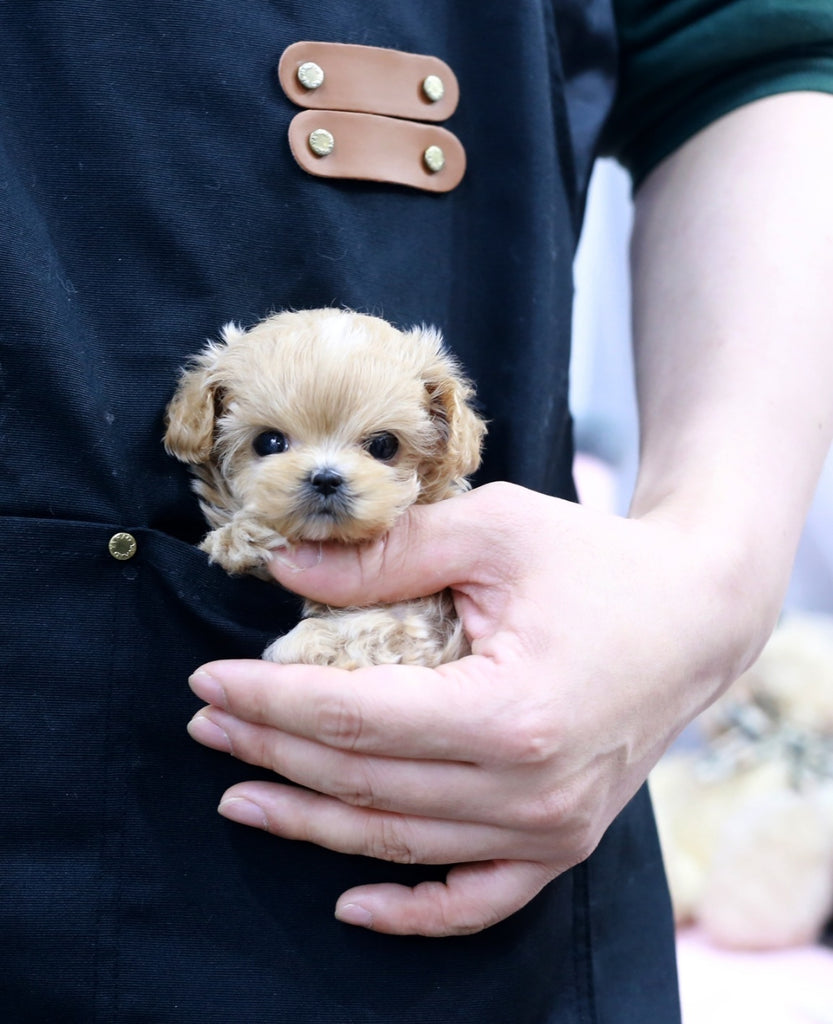 Maltipoo teacup puppies