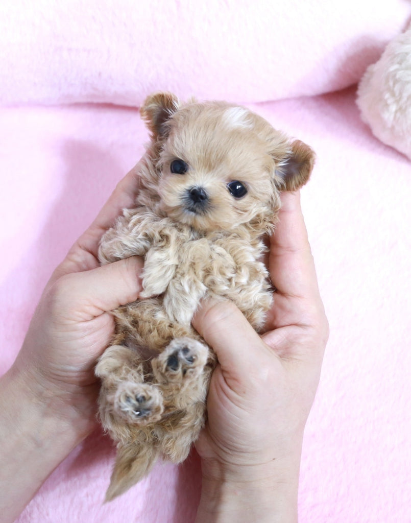 Maltipoo teacup puppies